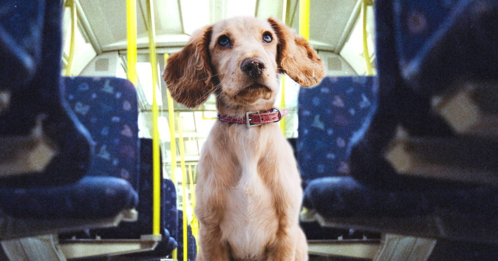 En Alemania las mascotas pueden viajar en el transporte publico, en el tranvía o autobús
